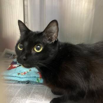 American Shorthair Cats Available for Adoption in Galveston, Texas - Janet Leigh | PetCurious