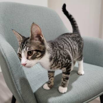 Fast Eddie 4425 -  Domestic Short Hair Cat for Adoption in Dallas, Texas - Fast Eddie 4425 | PetCurious