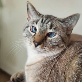 Sam I Am -  Siamese Cat for Adoption in Warrensburg, Missouri - Sam I Am | PetCurious
