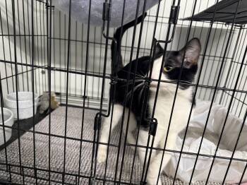 Rescue Domestic Short Hair Cats for Adoption in Reeds Spring, Missouri - Liam | PetCurious