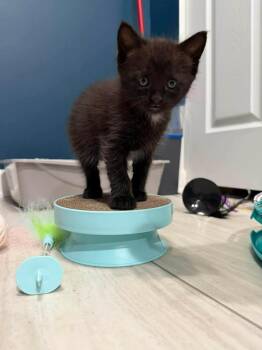 Domestic Short Hair Cats Available for Adoption in Saint Charles, Missouri - Binx | PetCurious