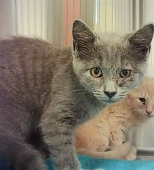 BOBBY -  Domestic Short Hair Cat for Adoption in Indianapolis, Indiana - BOBBY | PetCurious
