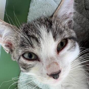 SAS-A-90345 -  Domestic Short Hair Cat for Adoption in Milton, Florida - SAS-A-90345 | PetCurious