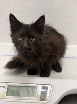 Domestic Medium Hair and Domestic Short Hair Cats Available for Adoption in West Chester, Pennsylvania - Cheeseball | PetCurious