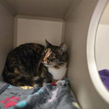 Butterscotch -  Domestic Short Hair Cat for Adoption in New Hope, Pennsylvania - Butterscotch | PetCurious