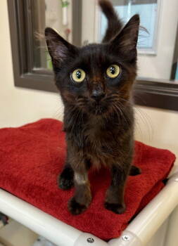 Rescue Domestic Medium Hair Cats for Adoption in Seal Beach, California - Kitten Ledger | PetCurious