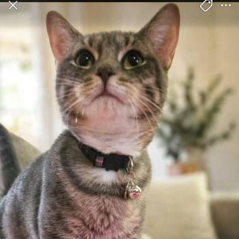 Georgia -  Domestic Short Hair Cat for Adoption in Dubois, Pennsylvania - Georgia | PetCurious