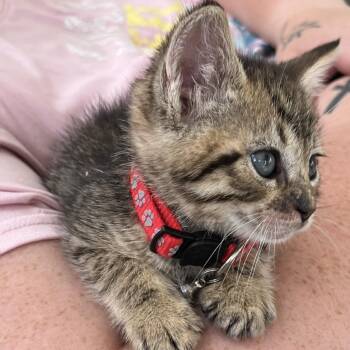 Scarlet -  Domestic Short Hair Cat for Adoption in Newark, New Jersey - Scarlet | PetCurious