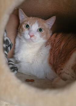 Tank -  Domestic Long Hair Cat for Adoption in Boise, Idaho - Tank | PetCurious