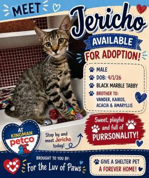 Jericho -  Tabby Cat for Adoption in Golden Valley, Arizona - Jericho | PetCurious