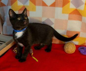 Batman -  Domestic Short Hair Cat Available for Adoption in Miami, Oklahoma - Batman | PetCurious