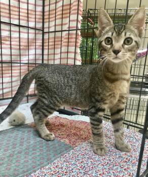 Tristan -  Tabby Cat for Adoption in Leicester, North Carolina - Tristan | PetCurious