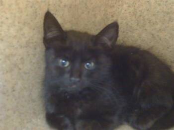 SHASTA -  Domestic Short Hair Cat for Adoption in Sacramento, California - SHASTA | PetCurious