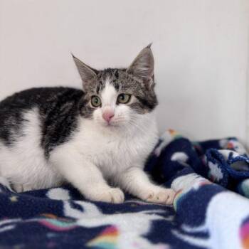 Domestic Short Hair Cats Available for Adoption - Munchkin | PetCurious