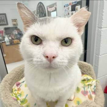 Rescue Domestic Short Hair Cats for Adoption in Fairfax Station, Virginia - Crunchy Pete | PetCurious