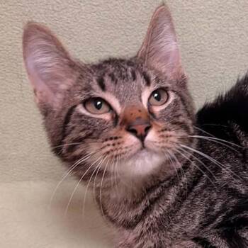 Chimney -  Domestic Short Hair Cat for Adoption in Waterloo, Iowa - Chimney | PetCurious