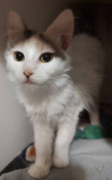 Domestic Medium Hair Cats Available for Adoption in Phoenix, Arizona - Allani | PetCurious