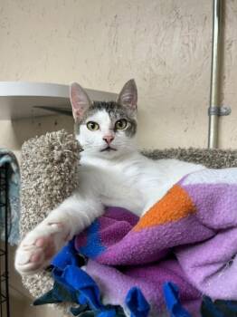 Uno K -  Domestic Short Hair Cat for Adoption in Sherwood, Oregon - Uno K | PetCurious