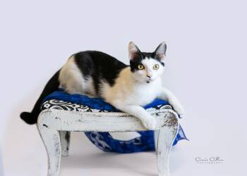 Weiss -  Domestic Short Hair Cat for Adoption in Birmingham, Alabama - Weiss | PetCurious