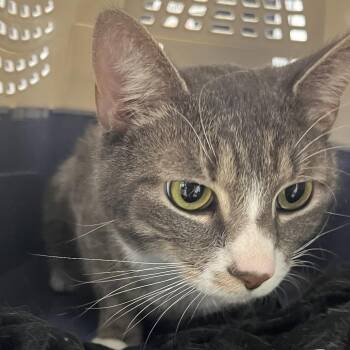 Mojo jojo -  Domestic Short Hair Cat for Adoption in Philadelphia, Pennsylvania - Mojo Jojo | PetCurious