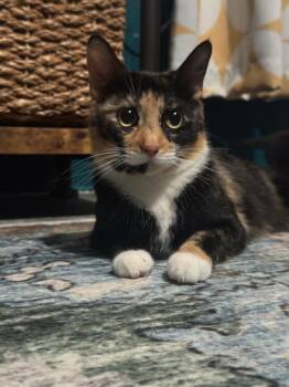 Domestic Short Hair Cats Available for Adoption in Telford, Pennsylvania - Mama LuLu (Bodega Litter) | PetCurious