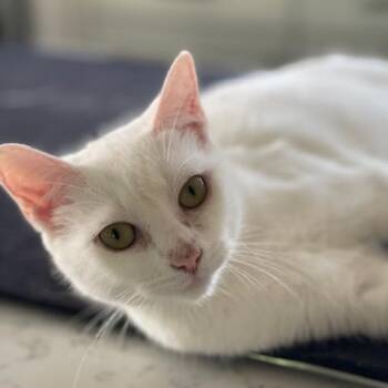 Chelsea -  Domestic Short Hair Cat for Adoption in Braintree, Massachusetts - Chelsea | PetCurious