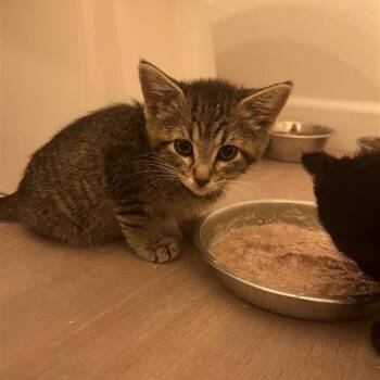 Ferrari -  Domestic Short Hair Cat for Adoption in Salt Lake City, Utah - Ferrari | PetCurious