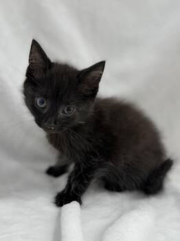 Otto -  Domestic Long Hair Cat for Adoption in Greensboro, North Carolina - Otto | PetCurious