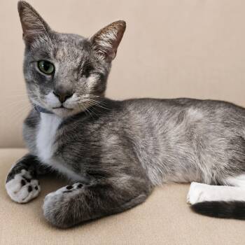 Aemond -  Domestic Short Hair Cat for Adoption in Liverpool, Texas - Aemond | PetCurious