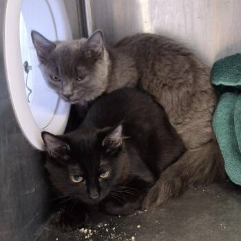 Domestic Long Hair Cats Available for Adoption in Natick, Massachusetts - Shoosh Four | PetCurious