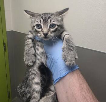 Domestic Short Hair Cats Available for Adoption in Las Vegas, Nevada - JOAN JETT | PetCurious