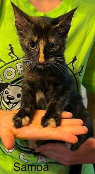 Samoa -  Domestic Short Hair Cat for Adoption in Beatrice, Nebraska - Samoa | PetCurious