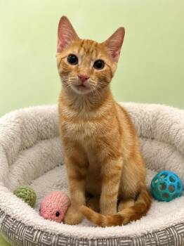 Biscuits -  Domestic Short Hair and Tabby Cat for Adoption in Plano, Texas - Biscuits | PetCurious
