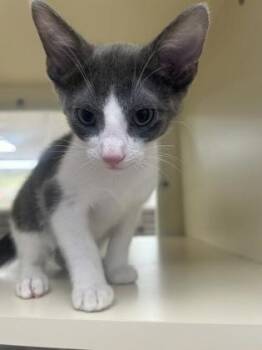 Domestic Short Hair Cats Available for Adoption in Cincinnati, Ohio - Gum Drop | PetCurious