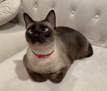 Lulu: Courtesy Post -  Siamese Cat for Adoption in New York, New York - Lulu: Courtesy Post | PetCurious