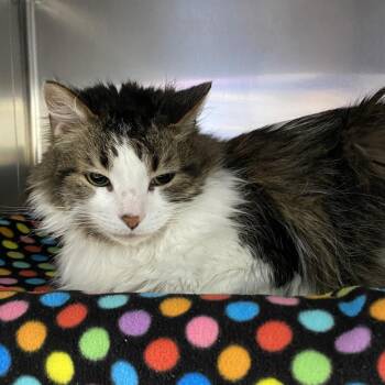 Mr Daisy -  Domestic Long Hair Cat for Adoption in Walker, Michigan - Mr Daisy | PetCurious