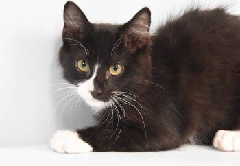 FISH -  Domestic Short Hair Cat for Adoption in Loveland, Colorado - FISH | PetCurious