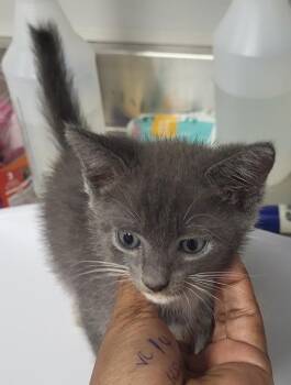 If 9 Pinky -  Domestic Long Hair Cat for Adoption in Lawrenceville, Georgia - If 9 Pinky | PetCurious