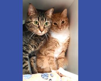 Joe Joe and Junior -  Domestic Short Hair Cat Available for Adoption in Floyd, Virginia - Joe Joe And Junior | PetCurious