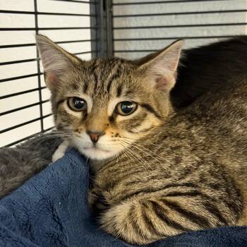 Mosaico -  Domestic Short Hair Cat for Adoption in Hampton Bays, New York - Mosaico | PetCurious