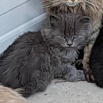 Stone -  Domestic Long Hair Cat for Adoption in Grantsville, Utah - Stone | PetCurious