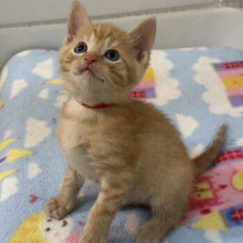 Rescue Domestic Short Hair Cats for Adoption in Woodstock, Virginia - Tyler Miller | PetCurious