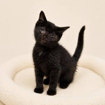 William -  Domestic Short Hair Cat for Adoption in Redwood Falls, Minnesota - William | PetCurious