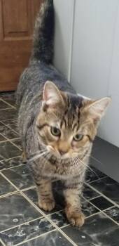 Domestic Short Hair Cats Available for Adoption in Delmont, Pennsylvania - Pooh Bear | PetCurious