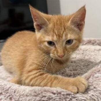 Marmalade C12357 -  Domestic Short Hair Cat for Adoption - Marmalade C12357 | PetCurious