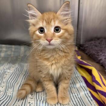Pumpkin Spice -  Domestic Short Hair Cat for Adoption in Gloucester, Virginia - Pumpkin Spice | PetCurious