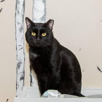 Domestic Short Hair Cats Available for Adoption - Odin | PetCurious