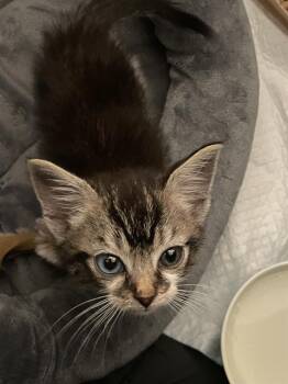 Domestic Short Hair Cats Available for Adoption in Charlotte, North Carolina - LEROY | PetCurious
