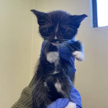 Boots -  Domestic Short Hair Cat for Adoption in Pasadena, California - Boots | PetCurious