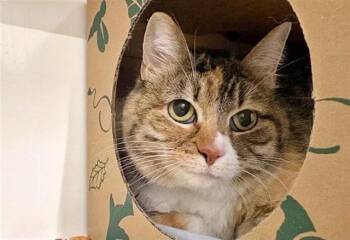 Domestic Medium Hair Cats Available for Adoption in Brentwood, Missouri - LITTLE BIT | PetCurious
